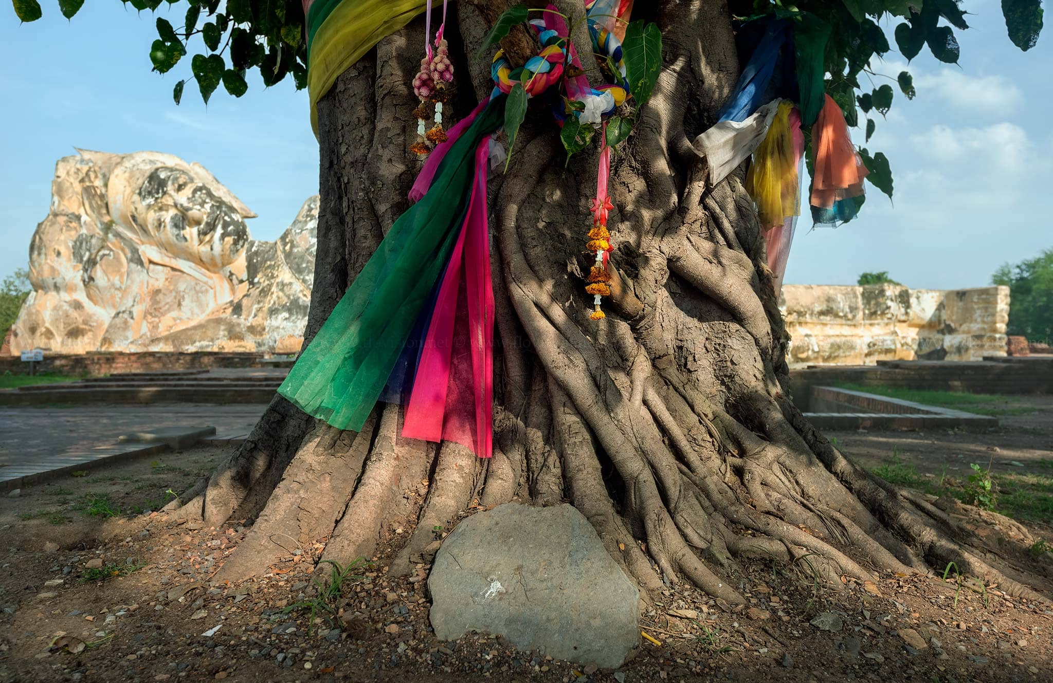 Spirited tree Ayutthaya