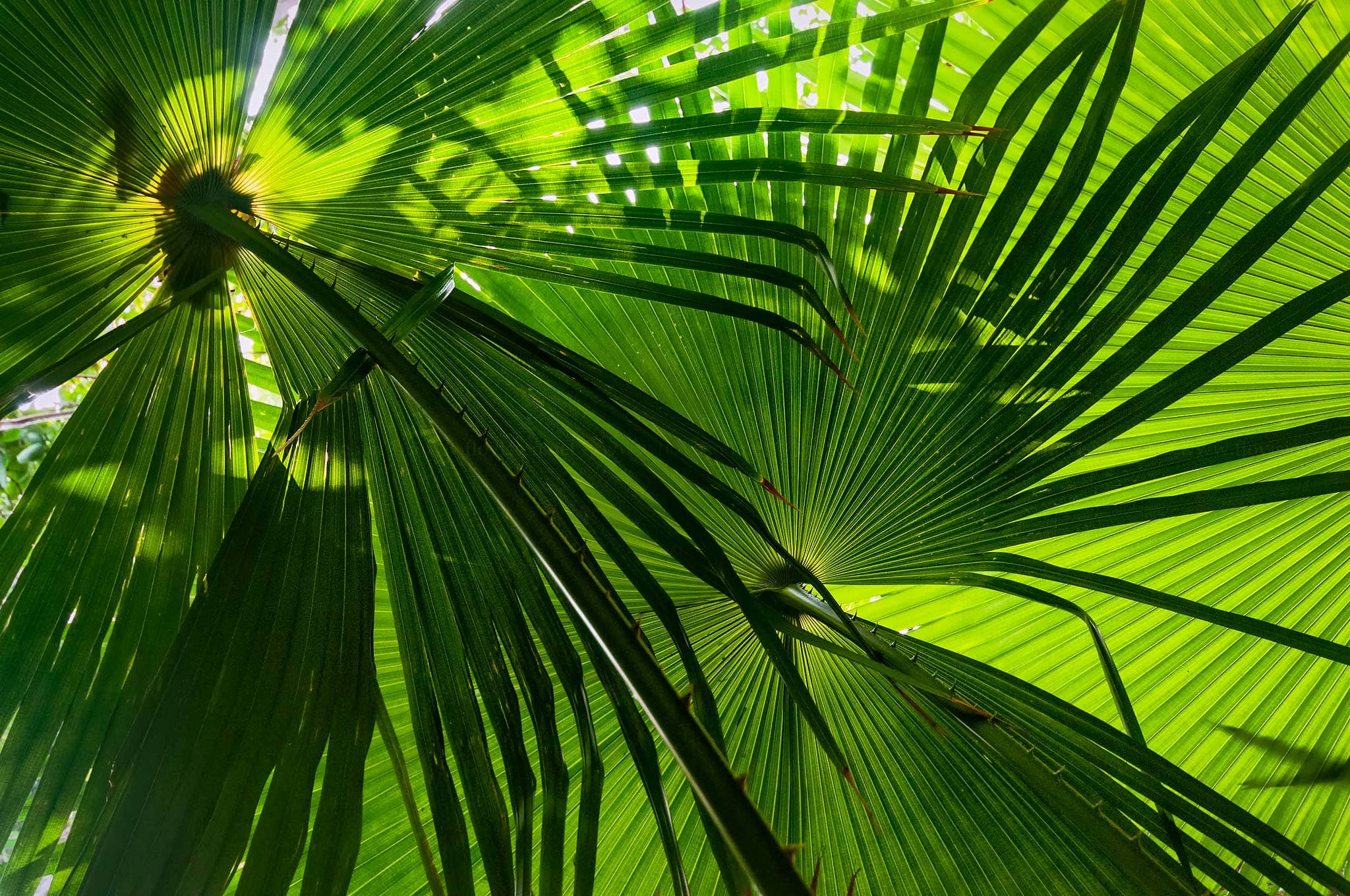 Palm light II