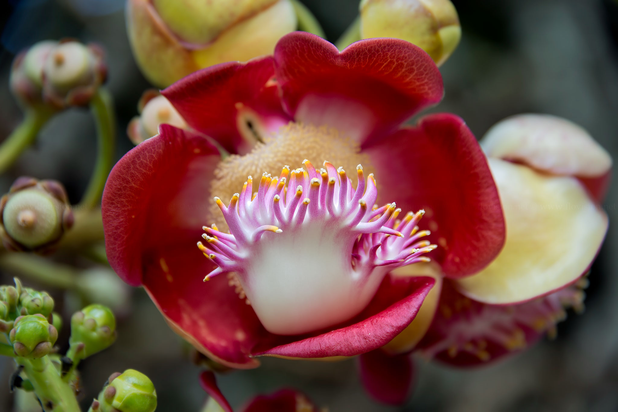 Cannonball flower