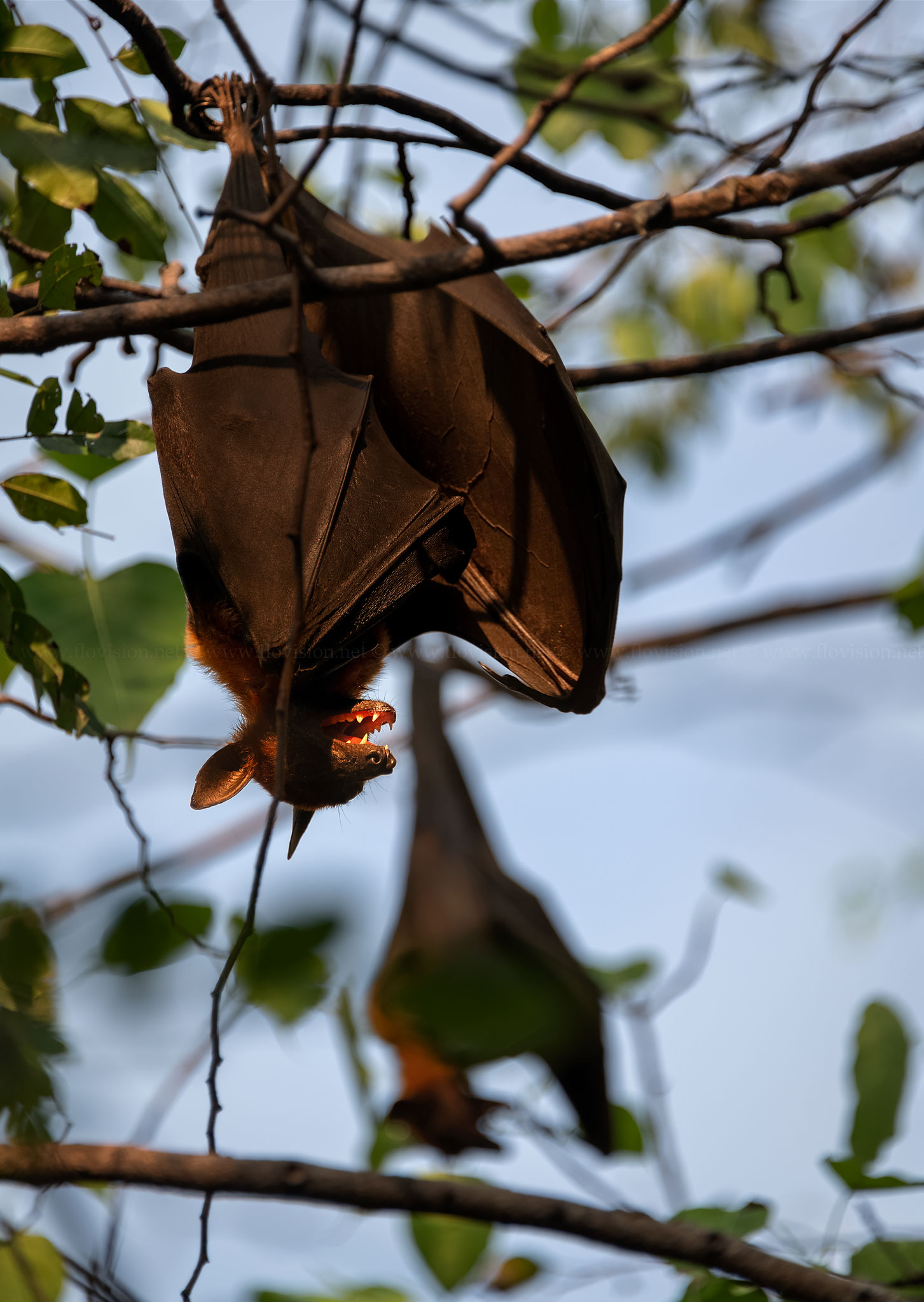 Flying foxes