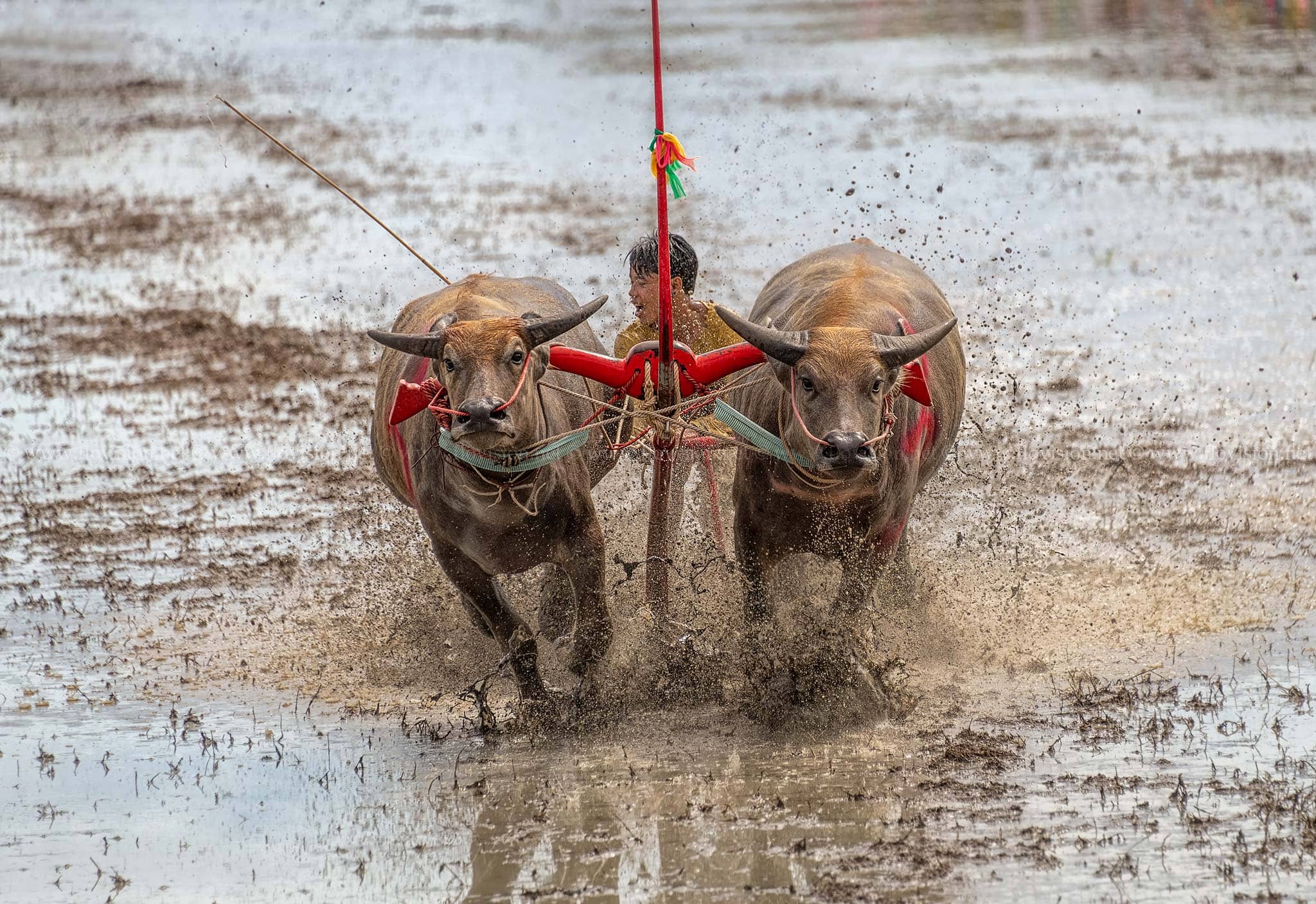 Buffalo racing 