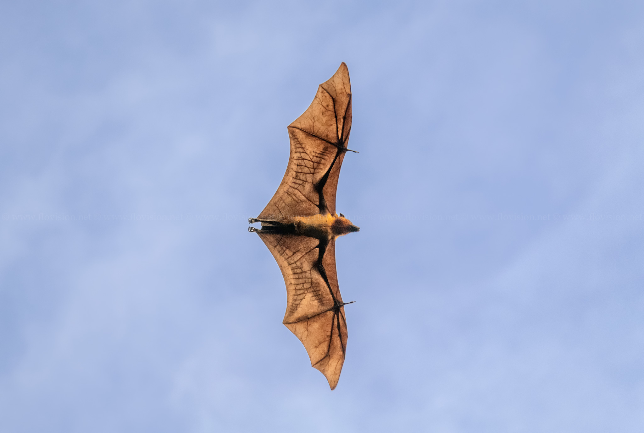 Flying fox