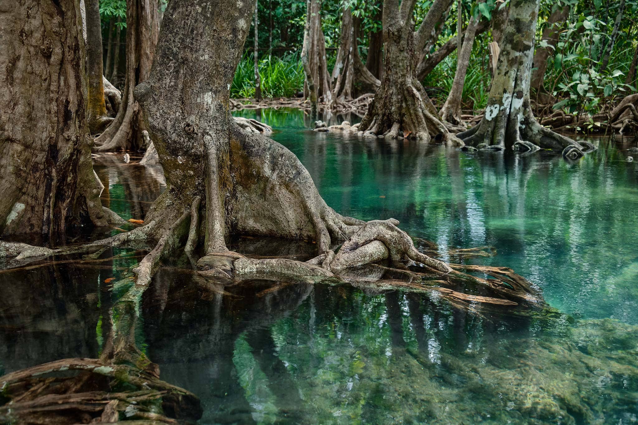 Mangrove forest