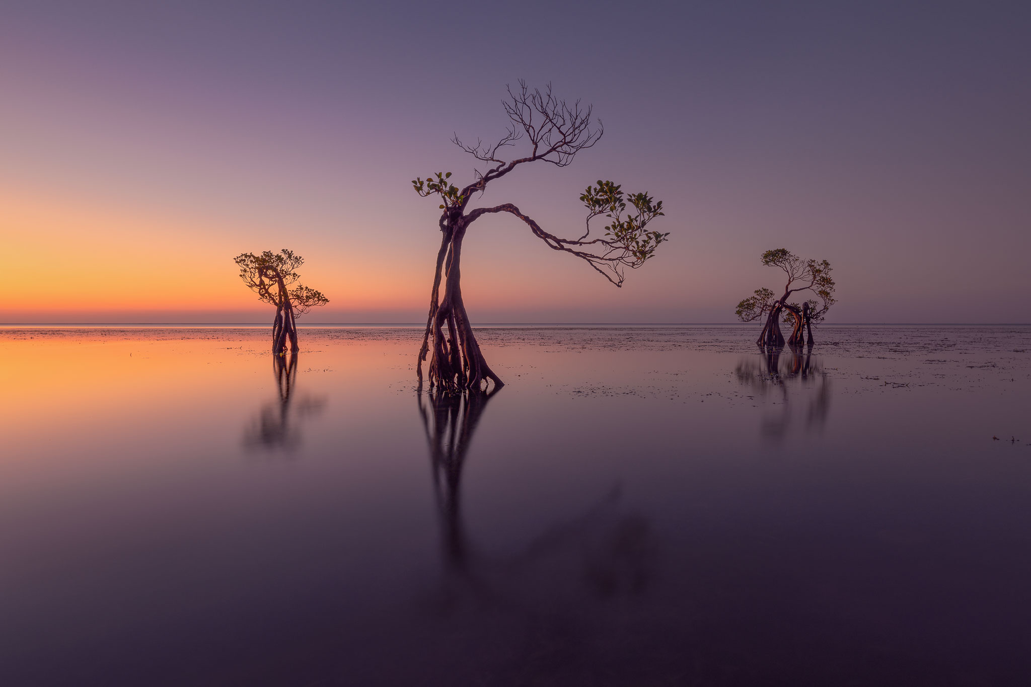 Dancing mangroves, Sumba Indonesia