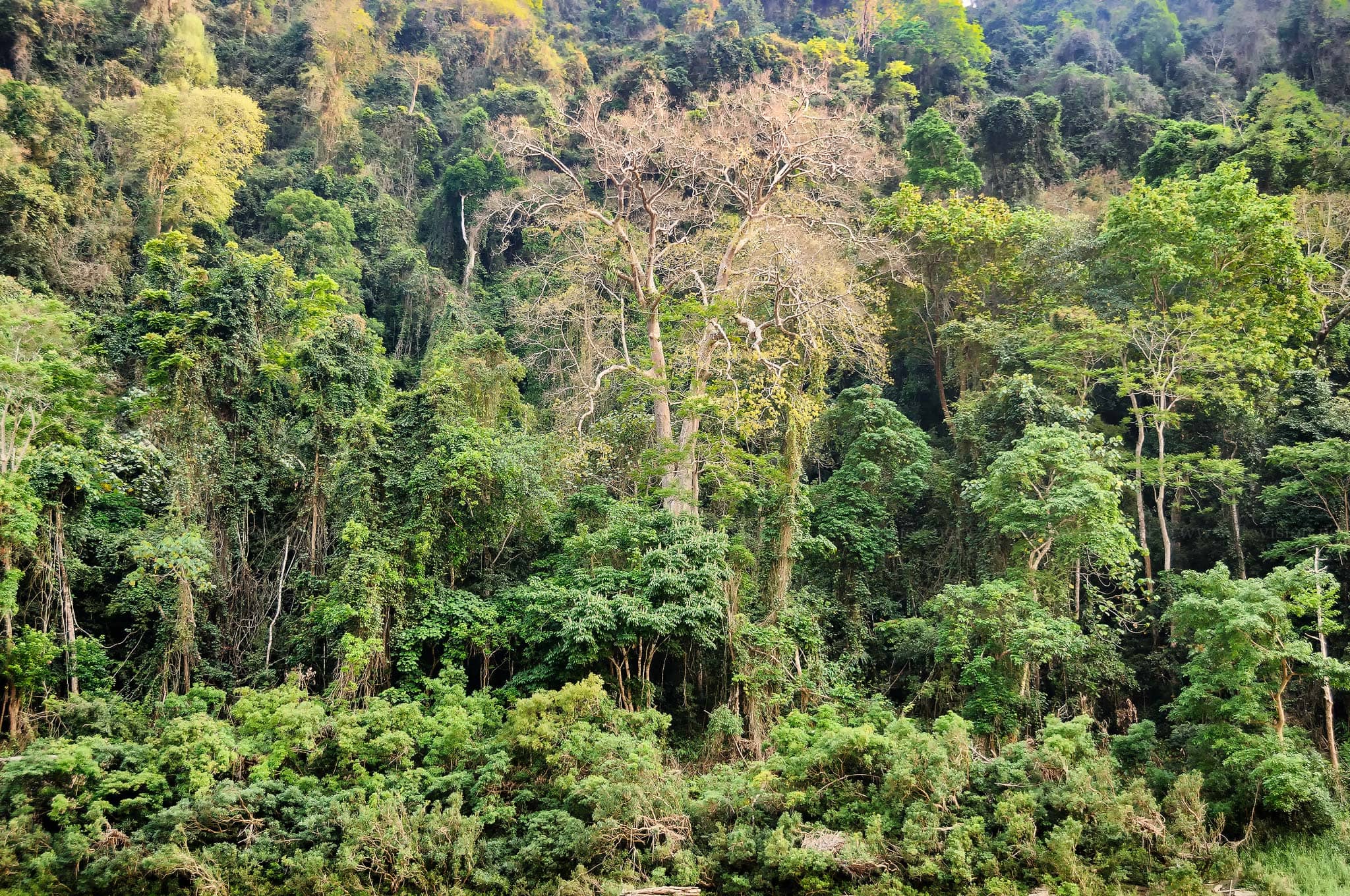 Green Mekong