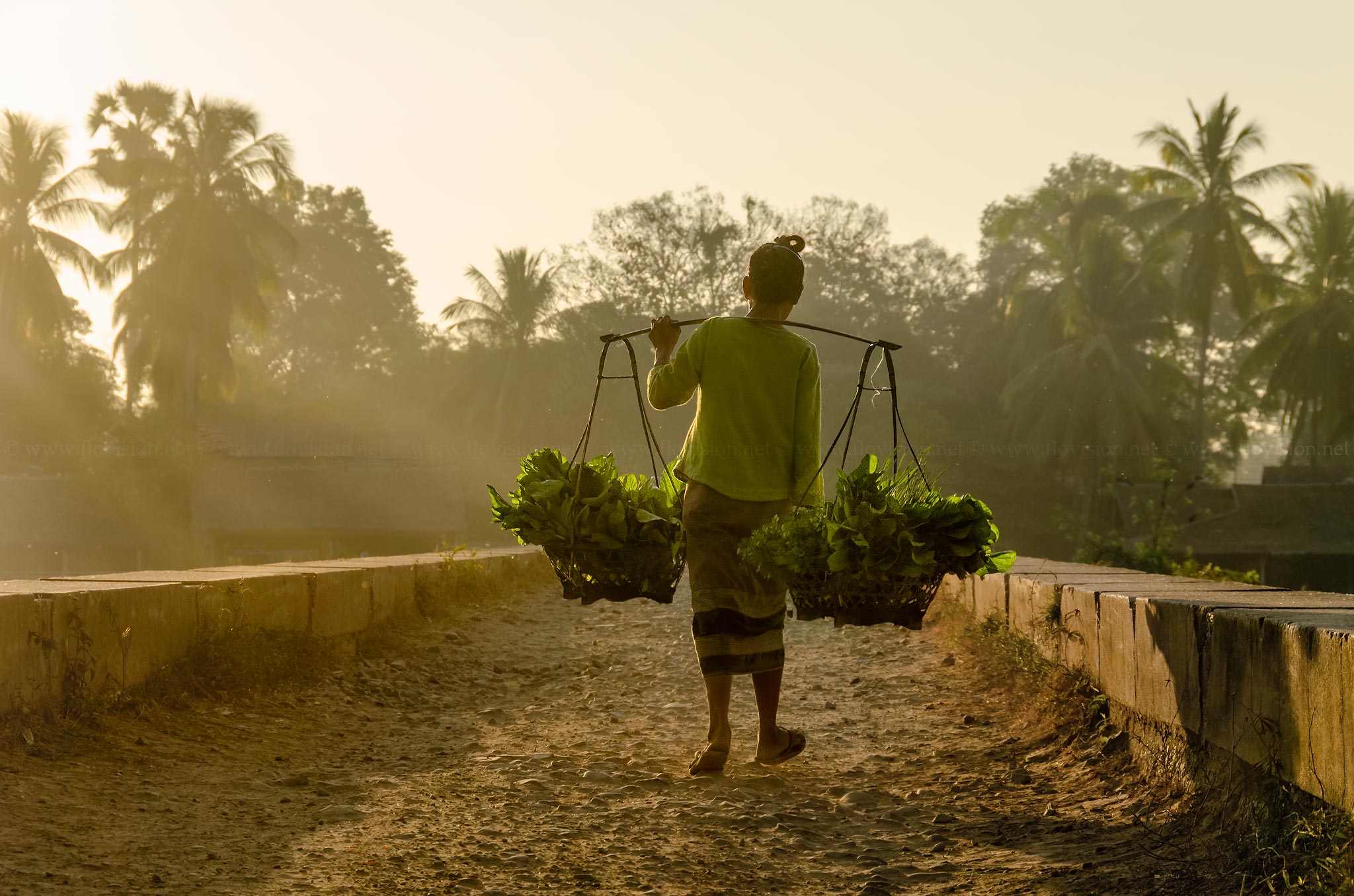 Morning harvest, 4000 islands, Laos