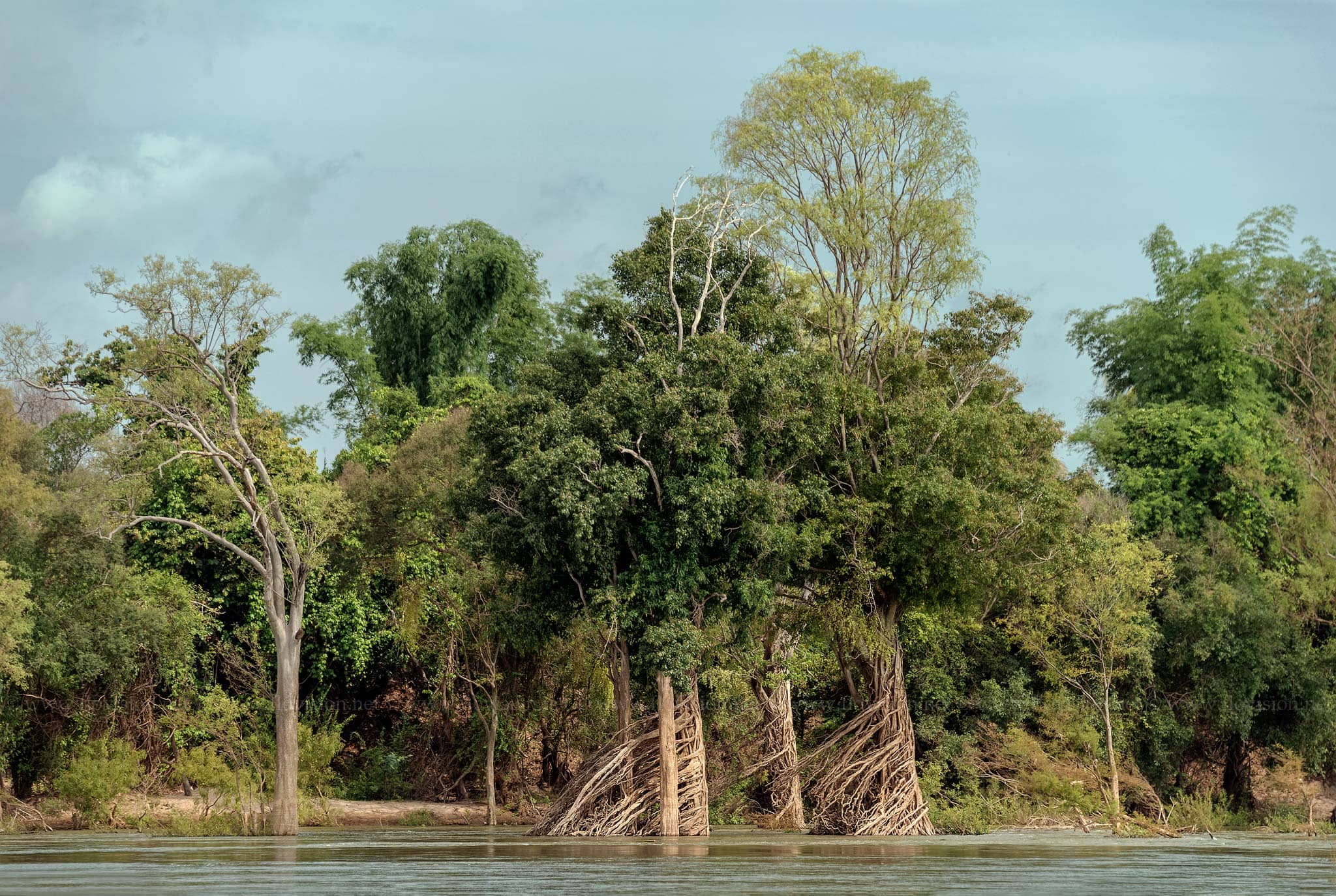 Flooded forests of the Mekong, Cambodia